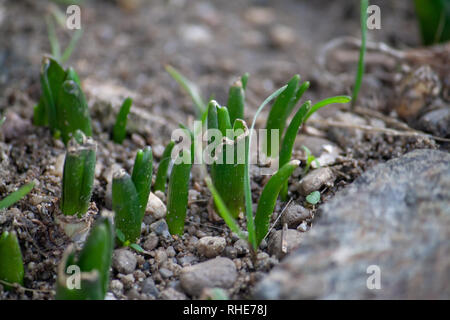 Hyazinthe Keimen durch Erde Feder Stockfoto