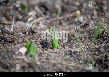 Hyazinthe Keimen durch Erde Feder Stockfoto