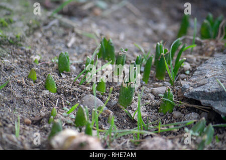 Hyazinthe Keimen durch Erde Feder Stockfoto