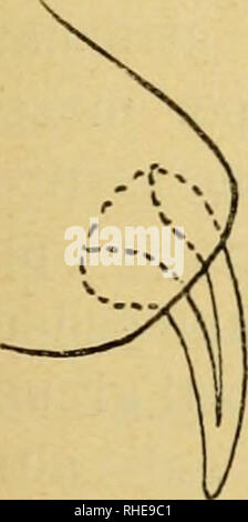 . Bollettino del Laboratorio di Europa generale e Agraria della R. Scuola Superiore d'Agricoltura in Portici. Zoologie; Zoologie, wirtschaftlichen; Entomologie. 2 3. Bitte beachten Sie, dass diese Bilder sind von der gescannten Seite Bilder, die digital für die Lesbarkeit verbessert haben mögen - Färbung und Aussehen dieser Abbildungen können nicht perfekt dem Original ähneln. extrahiert. R. in der Scuola Superiore d'Agricoltura in Portici. Labora torio di Europa generale e agraria. Portici: E.Della Torre Stockfoto