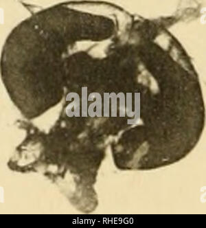 . Bollettino del Laboratorio di Europa generale e Agraria della R. Scuola Superiore d'Agricoltura in Portici. Zoologie; Zoologie, wirtschaftlichen; Entomologie. . Bitte beachten Sie, dass diese Bilder sind von der gescannten Seite Bilder, die digital für die Lesbarkeit verbessert haben mögen - Färbung und Aussehen dieser Abbildungen können nicht perfekt dem Original ähneln. extrahiert. R. in der Scuola Superiore d'Agricoltura in Portici. Labora torio di Europa generale e agraria. Portici: E.Della Torre Stockfoto