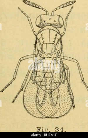 . Bollettino del Laboratorio di Europa generale e Agraria della R. Scuola Superiore d'Agricoltura in Portici. Zoologie; Zoologie, wirtschaftlichen; Entomologie. - 131 - 1. Â Tetrastichus xanthomelaenae (Rond.) Maich. Oomyzus Qxmthomelaenae Ronclani, Boll. Soc. Jm. Ital., 1872, S. II S. 16. Oomyzus gallerucae Rondani, Boll. Soc. Jm. Ital., 1877. S. 90. Tetrastichus xanthomelaenae Marchal, Boll. Soc. Jm.de France, 1905. S. 81. Femmina - La testa Ã¨ molto Grande proporzionatamente al Corpo, misurando in Länge: ca.^/^ della Länge del torace, del la quale uguaglia larghezza. La Dista Stockfoto