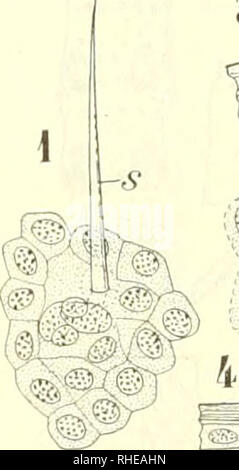 . Bollettino del Laboratorio di Europa generale e Agraria della R. Scuola Superiore d'Agricoltura in Portici. Zoologie; Zoologie, wirtschaftlichen; Entomologie. 300. Bitte beachten Sie, dass diese Bilder sind von der gescannten Seite Bilder, die digital für die Lesbarkeit verbessert haben mögen - Färbung und Aussehen dieser Abbildungen können nicht perfekt dem Original ähneln. extrahiert. R. in der Scuola Superiore d'Agricoltura in Portici. Labora torio di Europa generale e agraria. Portici: E.Della Torre Stockfoto