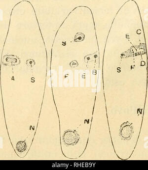 . Bollettino del Laboratorio di Europa generale e Agraria della R. Scuola Superiore d'Agricoltura in Portici. Zoologie; Zoologie, wirtschaftlichen; Entomologie. . Bitte beachten Sie, dass diese Bilder sind von der gescannten Seite Bilder, die digital für die Lesbarkeit verbessert haben mögen - Färbung und Aussehen dieser Abbildungen können nicht perfekt dem Original ähneln. extrahiert. R. in der Scuola Superiore d'Agricoltura in Portici. Labora torio di Europa generale e agraria. Portici: E.Della Torre Stockfoto