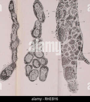 . Bollettino del Laboratorio di Europa generale e Agraria della R. Scuola Superiore d'Agricoltura in Portici. Zoologie; Zoologie, wirtschaftlichen; Entomologie. v-^X'. Bitte beachten Sie, dass diese Bilder sind von der gescannten Seite Bilder, die digital für die Lesbarkeit verbessert haben mögen - Färbung und Aussehen dieser Abbildungen können nicht perfekt dem Original ähneln. extrahiert. R. in der Scuola Superiore d'Agricoltura in Portici. Labora torio di Europa generale e agraria. Portici: E.Della Torre Stockfoto
