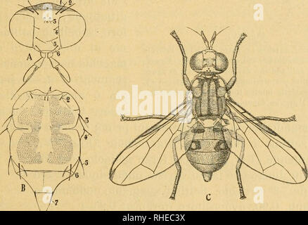 . Bollettino del Laboratorio di Europa generale e Agraria della R. Scuola Superiore d'Agricoltura in Portici. Zoologie; Zoologie, wirtschaftlichen; Entomologie. - 71 - (Oscinis) e 1847; Macquart, 1835, 451 1. e 1852, 370. ; Boyer de Fonscolom -, 1840, 112; Cauvin, 1840; Notariani, 1841; Romano, 1843, Tav.; Mazza - Rosa, 1847, 515; Koubaudi, 1847; Bompar, 1848; Musso, 1848; Blaud, 1849; Mina Palumbo, 1852, 241. (Oscinis); A. Costa, 1857, e 1877, 91 t. V. A.; Companyo, 1858, Tav.; Loew, 1865, 124.1. t XXXI. w.2.; Hagen, 1863,502.; Schiner, 1864, 176.; Disconzi, 1862, 227.24; Boisduval, 1867, 604; Ron-d Stockfoto