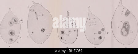 . Bollettino del Laboratorio di Europa generale e Agraria della R. Scuola Superiore d'Agricoltura in Portici. Zoologie; Zoologie, wirtschaftlichen; Entomologie. # Ein. Bitte beachten Sie, dass diese Bilder sind von der gescannten Seite Bilder, die digital für die Lesbarkeit verbessert haben mögen - Färbung und Aussehen dieser Abbildungen können nicht perfekt dem Original ähneln. extrahiert. R. in der Scuola Superiore d'Agricoltura in Portici. Labora torio di Europa generale e agraria. Portici: E.Della Torre Stockfoto