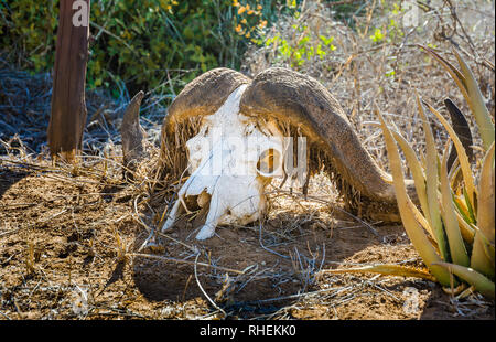 Nahaufnahme der afrikanischen Büffel Schädel irgendwo in Kenia Stockfoto