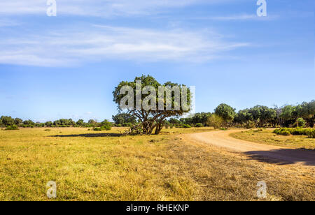 Erstaunlich Savannah ebenen Landschaft und Safari in Kenia Stockfoto