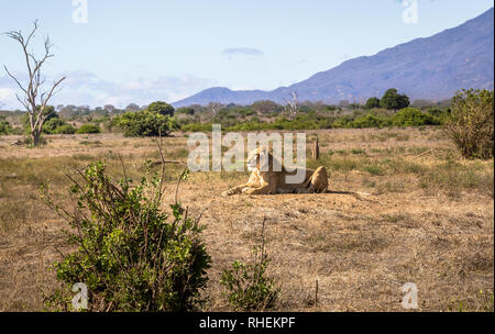 Nahaufnahme der afrikanische Löwin auf Savannah Plains in Tsavo East Park, Kenia Stockfoto