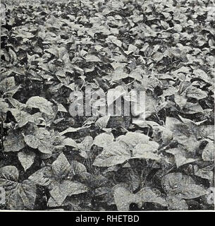 . Bolgiano in Capitol City Seeds: 1960. Baumschulen (Gartenbau) Kataloge, Leuchtmittel (Pflanzen) Kataloge Kataloge; Gemüse; Garten Werkzeuge Kataloge; Samen Kataloge. . Bitte beachten Sie, dass diese Bilder sind von der gescannten Seite Bilder, die digital für die Lesbarkeit verbessert haben mögen - Färbung und Aussehen dieser Abbildungen können nicht perfekt dem Original ähneln. extrahiert. F. W. Bolgiano&amp; Co; Henry G. Gilbert Baumschule und Saatgut Handel Katalog Kollektion. Washington, D.C.: F. W. Bolgiano Stockfoto