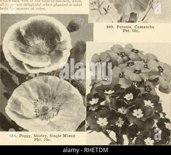 . Bolgiano in Capitol City Seeds: 1955. Baumschulen (Gartenbau) Kataloge, Leuchtmittel (Pflanzen) Kataloge Kataloge; Gemüse; Garten Werkzeuge Kataloge; Samen Kataloge. 948. Petunia, flauschige Rüschen. Pkt. 25 c PETUNIEN die Petunie ist ein weiterer jener wichtigen einjährigen Pflanzen von vielen verwendet. Es arc Die Großblütigen verdoppelt so, wenn in den Töpfen; der Balkon Typ, sehr schön in einem hängenden - Korb oder bei der Statik - ing über die Seite eines Fensters oder Garten urn. Es gibt kompakte kleine Busch Arten, die am Rande der Grenzen schauen, während alle tvpev reizvoll sind, wenn sie in festen Betten eingepflanzt fol-Massen ot Farbe. Stockfoto