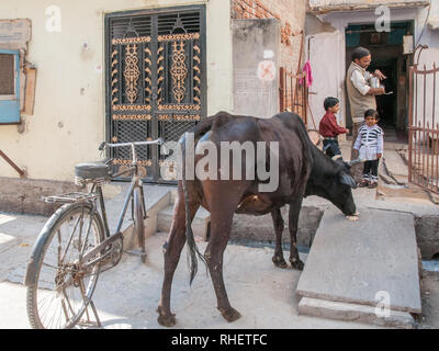 Bummeln Kuh ist mit Naan Brot am Morgen von einer Familie in Jaipur zugeführt. In Hiduism Kühe sind heilig und respektiert. Stockfoto