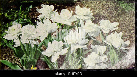 . Bolgiano's Fall 1968. Baumschulen (Gartenbau) Kataloge; Glühlampen (Pflanzen) Kataloge; Samen; Bäume Kataloge Kataloge. Doppel frühen Tulpen c auch als Pfingstrose bekannte blühenden Tulpen, weil die sehr vollen Blüten Pfingstrosen in Form ähneln. Sehr zufriedenstellend. Höhe 16 bis 22 Zoll. Anlage 5 bis 6 Zoll tief; 6 Zoll auseinander. Goldmedaille. Schöne tiefe Gelb. 3 Für 45 C.; $ 1,60 pro dtz.; $ 12,00 pro 100. Vielleicht wundern. Klar gestiegen. Starke Blüte und Stiel. 3 Für 45 C.; $ 1,60 pro dtz.; $ 12,00 pro 100. Mount Tacoma. Große, doppelt, reines Weiß. 3 Für 45 C.; $ 1,60 pro dtz.; $ 12,00 pro 100. Nizza. Schwefel-Gelb mit rot Stockfoto