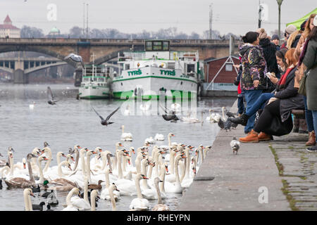 Prag, tschechische Republik - 16 Dezember, 2017: Herde von Schwan am Naplavka Ufer, mit Menschen entspannend im Hintergrund Stockfoto