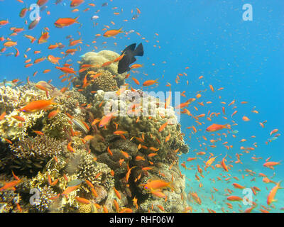 Korallenriffe von Eilat in Israel. Stockfoto