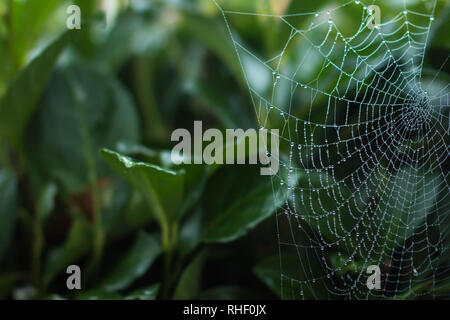 Ein Spinnennetz am Morgen Tau, vor einem Green Bush Stockfoto