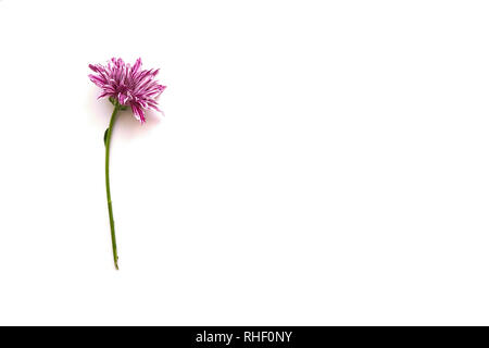 Eine lila Chrysantheme mit weißen Streifen auf weißem Hintergrund. Stockfoto