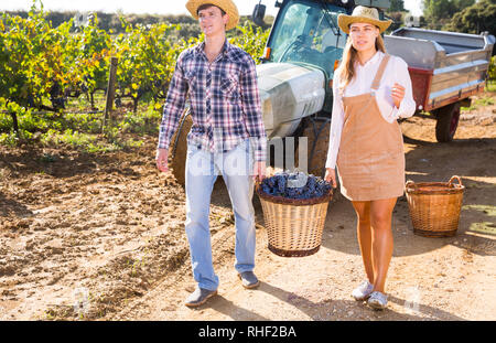 Portrait von erfolgreichen Besitzer der Weinberg mit Korb voller Reife Trauben während der Versammlung Erntegut Stockfoto