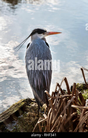 Graureiher (Ardea cinerea) ein Planschbecken Vogel des Heron Familie Stockfoto