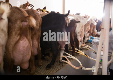 Prozess der Maschine Melken der Ziegen auf der Farm. Rückansicht der Ziegen und Bäuerin Anbau melken Cluster Euter von Tieren Stockfoto
