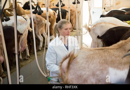 Portrait von qualifizierten Molkerei - Frau arbeiten an Ziegen Bauernhof, Vorbereitung für die Maschine Melken der Ziegen Stockfoto