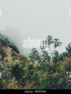 Die Neblige Landschaften des Mount Longonot, Kenia Stockfoto