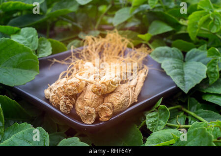 Ginseng Wurzel auf die schwarze Platte mit grün Natur Hintergrund. Stockfoto