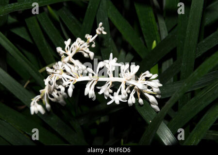 Zwerg Lilyturf (Ophiopogon japonicus) Stockfoto