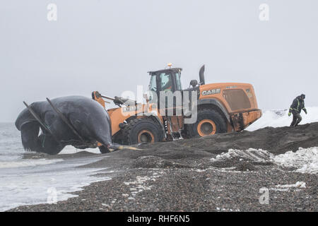 Nach erfolgreicher Jagd, einen Jungen bowhead Whale erfolgt mit Hilfe eines vorderen zum Ufer Frontlader. Stockfoto