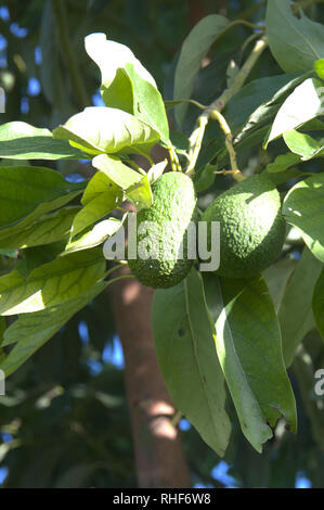 Zweige von Avocados und ihre Früchte, zwei Avocados, in den Prozess der natürlichen Reifung im Baum Stockfoto