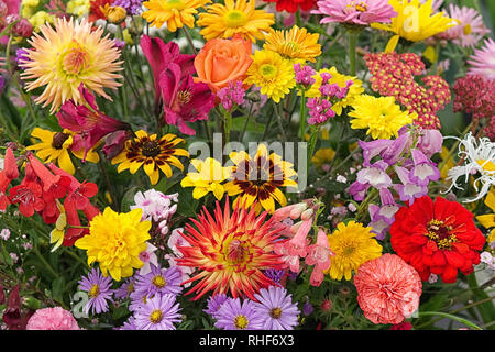 Wand von bunten Blumen auf dem Display Stockfoto