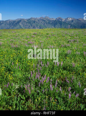 USA, Oregon, Hells Canyon National Recreation Area, Wildblumen blühen auf dem Oregon Seite der Hells Canyon mit sieben Teufel Berge in Idaho im d Stockfoto