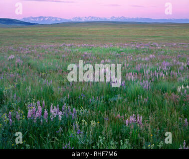 USA, Oregon, Wallowa County, Zumwalt Prairie Preserve, Lupin blüht neben einheimischen Gräsern während Sunrise die fernen Wallowa Mountains wärmt. Stockfoto