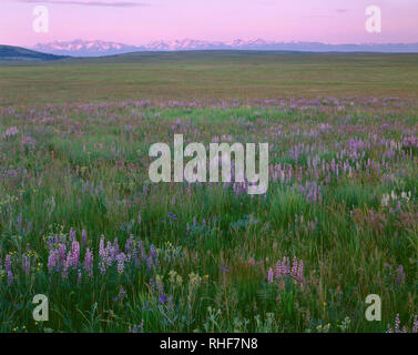 USA, Oregon, Wallowa County, Zumwalt Prairie Preserve, Lupin blüht neben einheimischen Gräsern während Sunrise die fernen Wallowa Mountains wärmt. Stockfoto