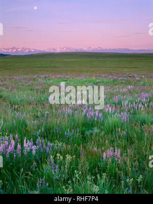 USA, Oregon, Wallowa County, Zumwalt Prairie Preserve, Lupin blüht neben einheimischen Gräsern während Sunrise die fernen Wallowa Mountains wärmt. Stockfoto