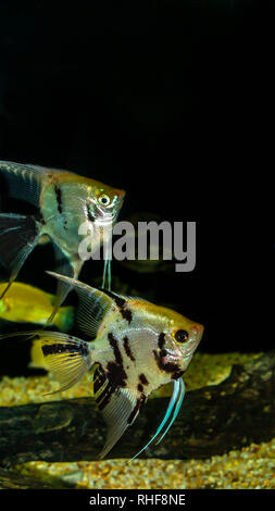 Angel Fish (Auchen sp) in einem Biotop aquarium Stockfoto