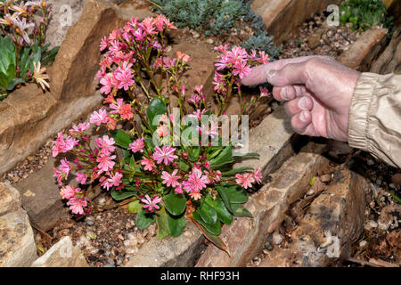 Lewisia keimblatt-Siskiyou lewisia - Klippe Zimmermädchen, bitterroot Blume Stockfoto