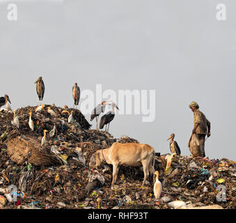 Eine Verschwendung picker Spaziergänge unter größeren Adjutanten, Rinder und Reiher zu einem Dump in Guwahati, Indien Stockfoto