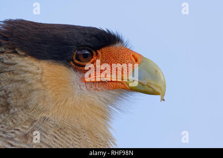 Portrait von scavenger Vogel, bekannt als karakara, carancho oder traro, im Wald von Vicente Pérez Rosales Nationalpark Stockfoto