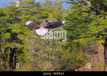 Portrait von scavenger Vogel, bekannt als karakara, carancho oder traro, im Wald von Vicente Pérez Rosales Nationalpark Stockfoto