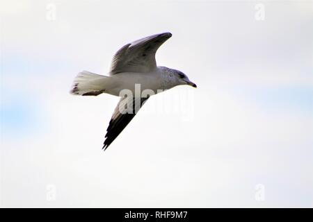 Vögel auf dem Colorado River Stockfoto