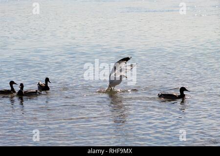 Vögel auf dem Colorado River dominiert Enten Stockfoto