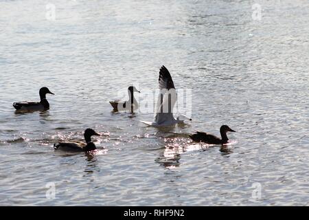 Vögel auf dem Colorado River dominiert Enten Stockfoto