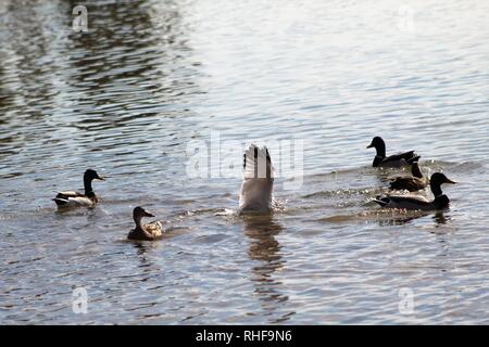 Vögel auf dem Colorado River dominiert Enten Stockfoto