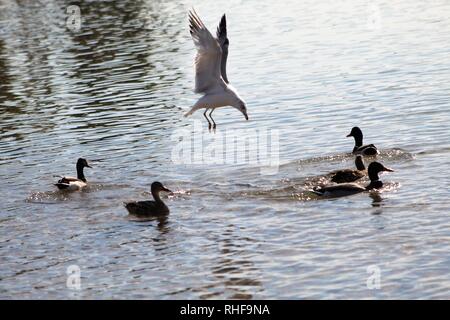 Vögel auf dem Colorado River Stockfoto