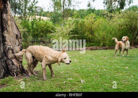 Hunde schüttelte das Wasser nach dem Schwimmen Stockfoto