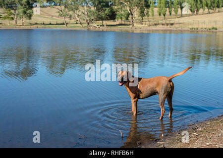 Hunde in der Damm auf einem Bauernhof Stockfoto