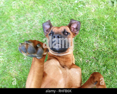Fun Hund spielen auf dem Rasen Stockfoto