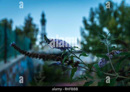 Blume in der consonno gosth Stadt Stadt in der brianza Italien Lombardei mistery Stockfoto
